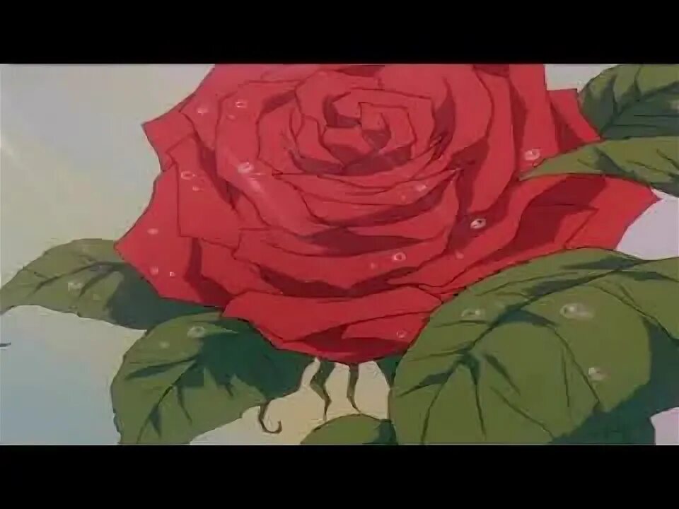 Букет роз аниме 5